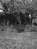 Immagine recente area cimiteriale Kružilinskij